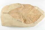Red Fossil Hickory Leaf (Aesculus) - Montana #201298-1